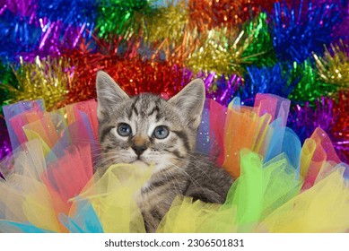 Adorable tabby kitten looking up and to viewers left, peeking over colorful tulle in Gay Pride Rainbow colors of green, blue, orange, yellow, red and purple. Vibrant rainbow colors in background